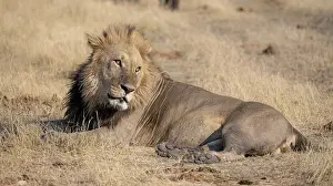 Lion (Panthera leo), adult male