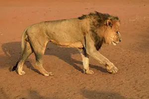 Lion (Panthera leo), adult, male