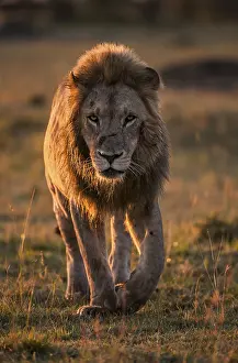 Lion (Panthera leo) adult male