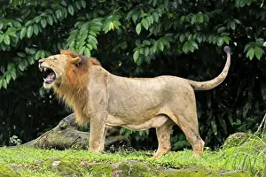 Lion (Panthera leo), adult, male, yawning