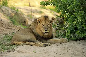 Lion (Panthera leo), adult pair