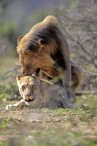 Lion (Panthera leo), adult pair copula