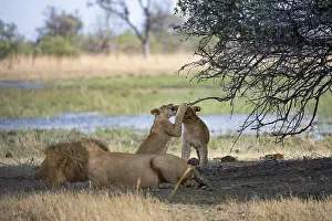 Lion (Panthera leo), animal family