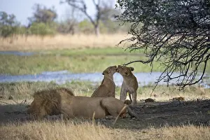 Lion (Panthera leo), animal family