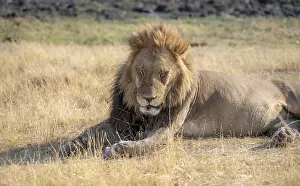 Lion (Panthera leo), animal portrait