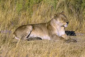 Lion (Panthera leo) Botswana, Botswana