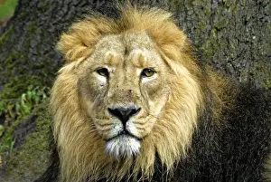Lion (Panthera leo), Captive, Germany