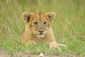 Lion (Panthera leo), cub, Masai Mara National Reserve