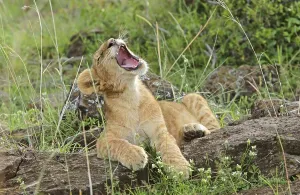 Lion (Panthera leo), cub yawning