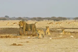 Lion (Panthera leo) with cubs and a captured springbok (Antidorcas marsupialis)