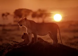 Lion (Panthera leo) with cubs in the evening sun