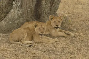 Lion (Panthera leo), cubs, Serengeti National Park