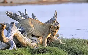 Lion (Panthera leo), Etosha National Park, Namibia