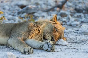 Lion (Panthera leo) in the evening light