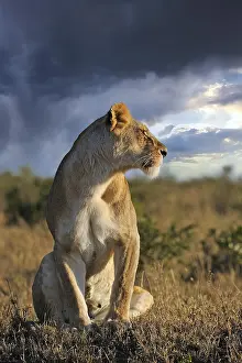Lion (Panthera leo), female, keeping a lookout in the morning light