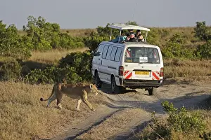 Lion (Panthera leo), female, safari vehicle in the background