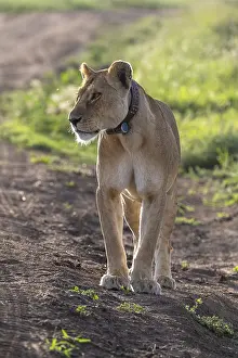 Lion (Panthera leo), female, with transmitter collar