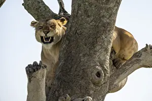 Lion (Panthera leo), female, on tree