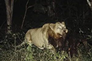 Lion (Panthera Leo), Gir Forest, Gujarat, india