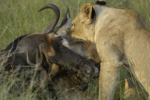Lion (Panthera leo), hunting lioness killing gnu by biting into throat