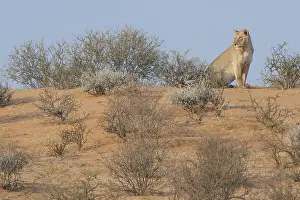Lion (Panthera leo), Kgalagadi Transfrontier Park