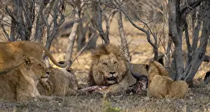 Lion (Panthera Leo) with kill, pack eats captured buffalo