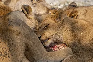 Lion (Panthera Leo) with kill, pack eats captured buffalo