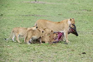Lion (Panthera leo), lion family eats captured topi (Damaliscus lunatus)