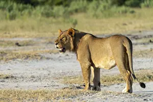 Lion (Panthera leo) Lion standing in a clearing
