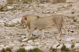 Lion (Panthera leo), male, Etosha National Park