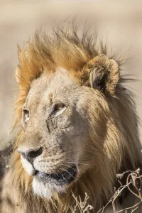 Lion (Panthera leo), male, Etosha National Park