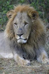 Lion (Panthera leo), male lies in bushes