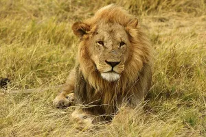 Lion (Panthera leo), male lying in the dry grass