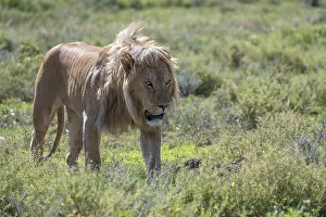 Lion (Panthera leo), male, mane