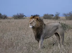 Lion (Panthera leo), male, Masai Mara National Reserve