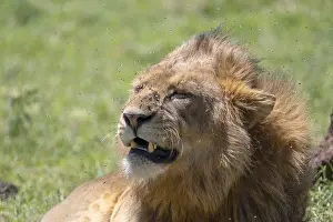 Lion (Panthera leo), male, plagued by flies