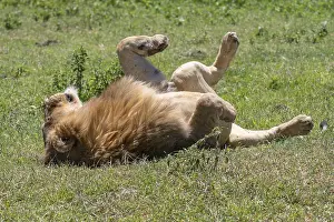 Lion (Panthera leo), male, plagued by flies