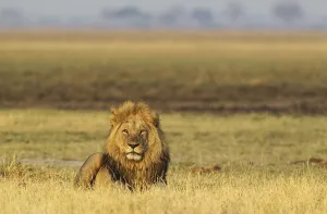 Lion (Panthera leo), male, resting in the early morning