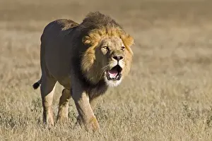 Lion (Panthera leo), male roaring