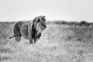Lion (Panthera leo), male standing in grassland