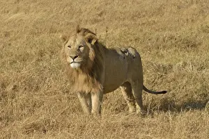 Lion (Panthera leo), with a mane
