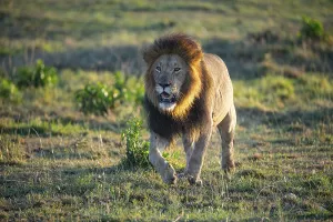 Lion (Panthera leo) Masai Mara Kenya