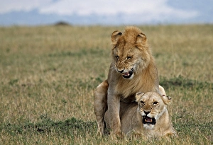 Lion (Panthera leo) mating