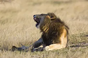 Lion (Panthera leo), Moremi Game Reserve