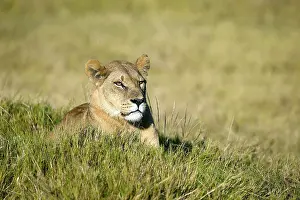 Lion (Panthera leo), Okavango Delta
