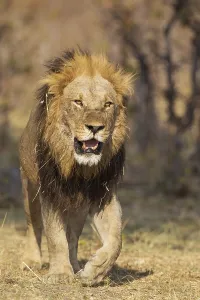 Lion (Panthera leo), older male