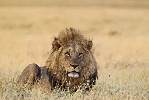 Lion (Panthera leo), resting male at dawn
