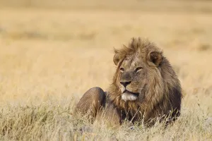 Lion (Panthera leo), resting male at dawn
