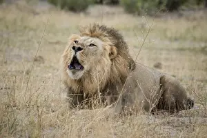 Lion (Panthera leo) roars, male is lying in dry grass and roars