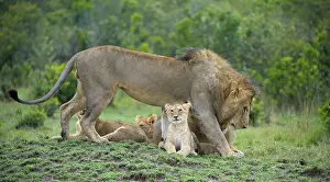 Lion (Panthera leo), social behavior in a pack